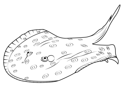 Ocellate River Stingray (Potamotrygon Motoro) Coloring Page